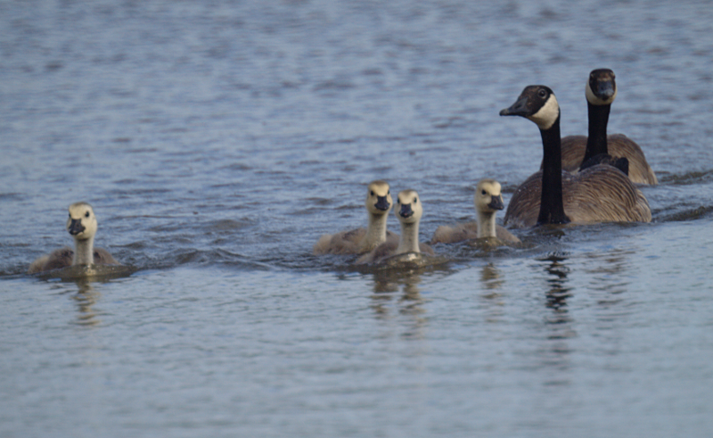 Canada Goose goslings