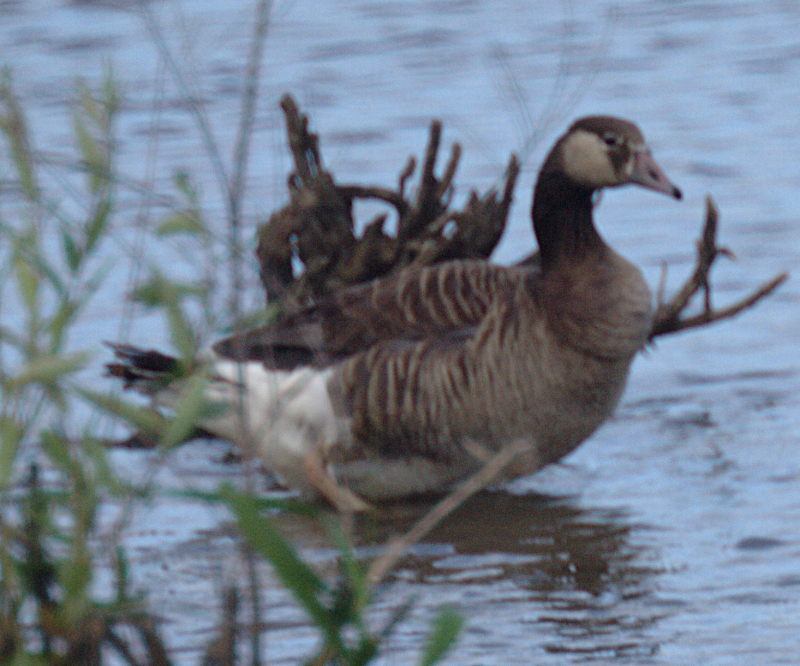 Canada Goose--Graylag Goose hybrid