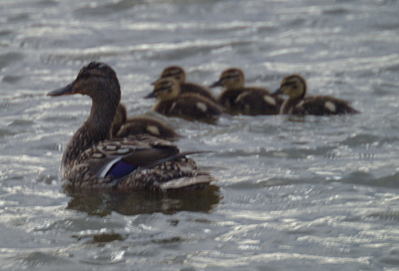 Mallard Duck family