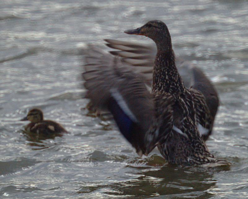 Mama Mallard Bathing