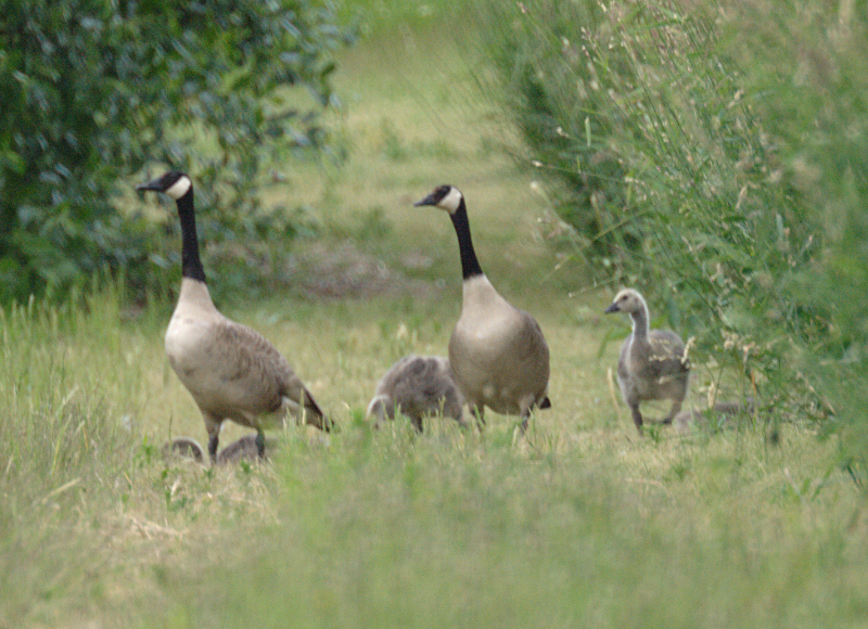 Canada Goose family with goslings