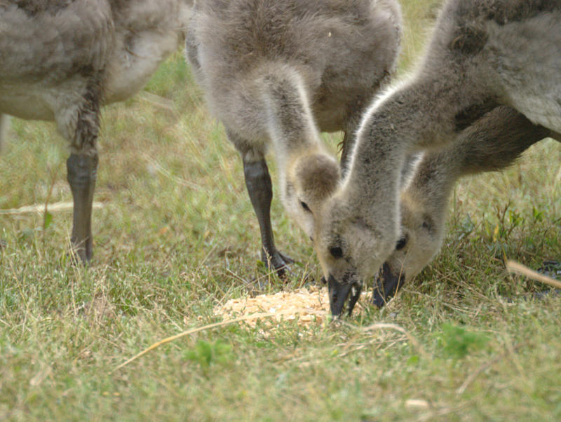 Canada Goose goslings