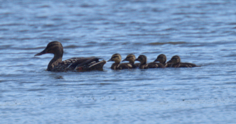 Mallard Duck Family