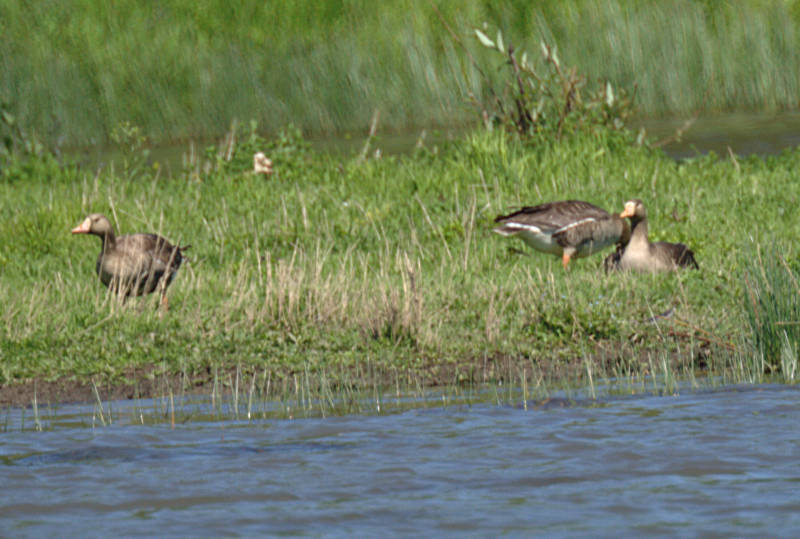 White-Fronted Geese