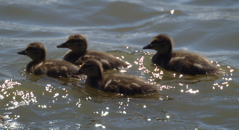 Mallard Ducklings