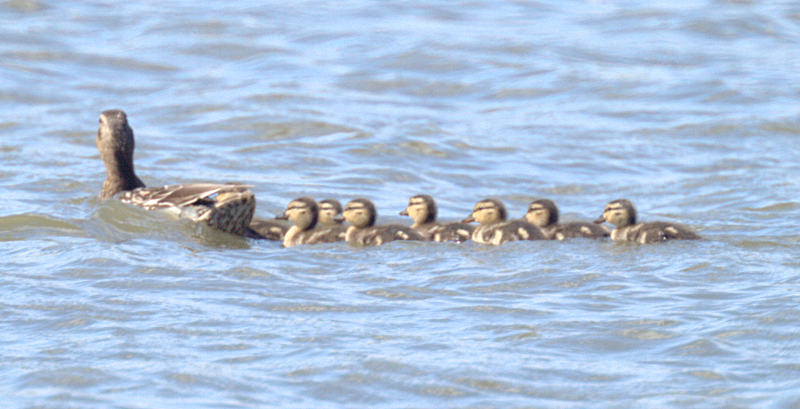 Mallard Duck family