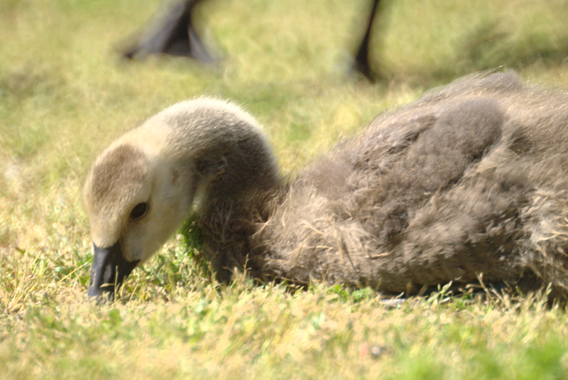 Canada Goose goslings