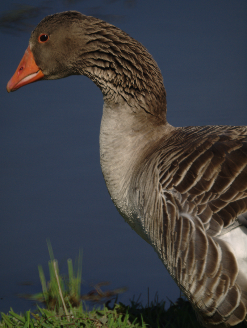 Gus the Greylag Goose