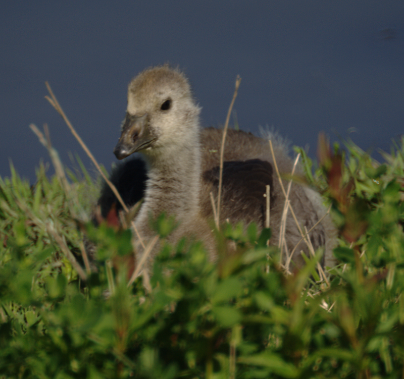 Child of Greylag Goose and Canada Goose