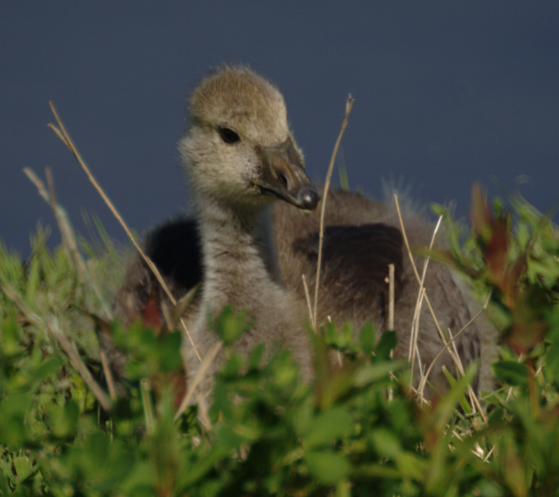 Greylag + Canada Goose gosling