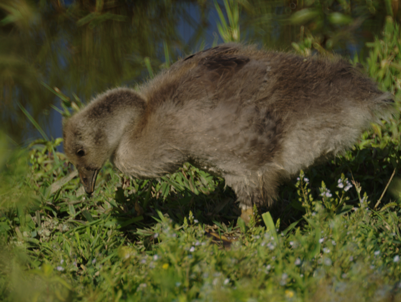 Greylag + Canada Goose gosling