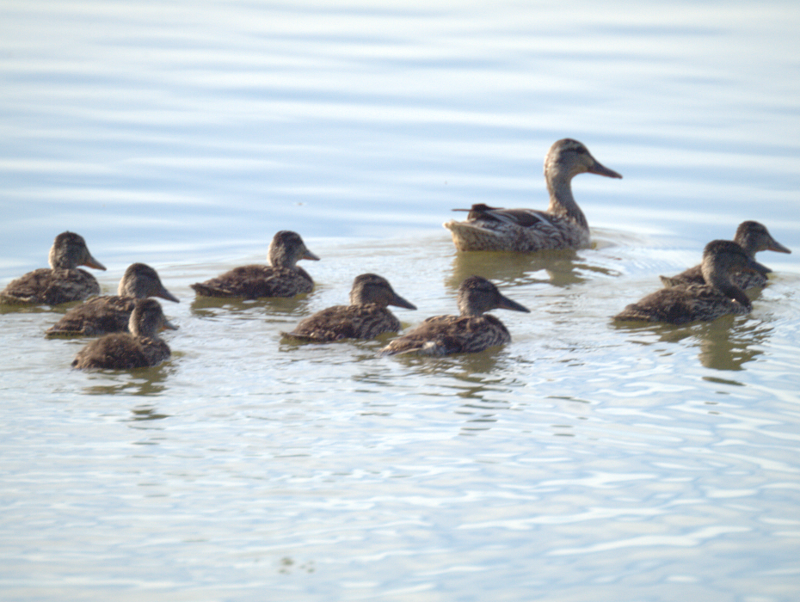 Mallard Family