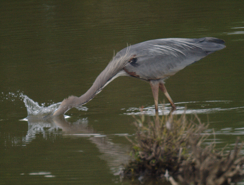 Great Blue Heron, fishing