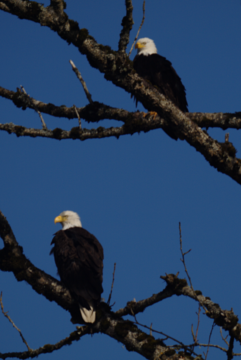 Bald Eagles