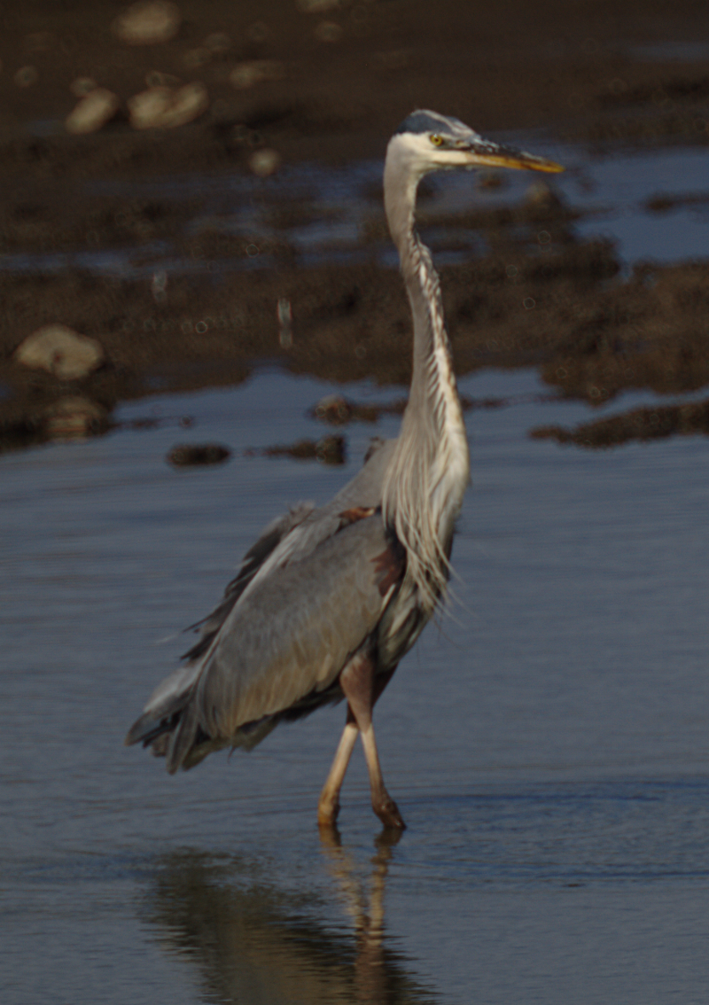 Great Blue Heron
