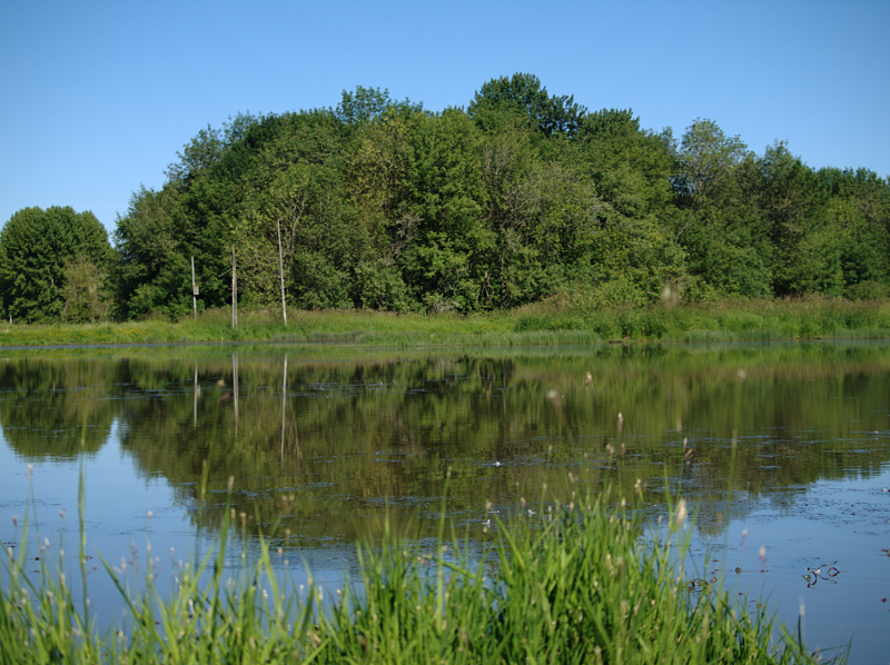 Canada Goose goslings