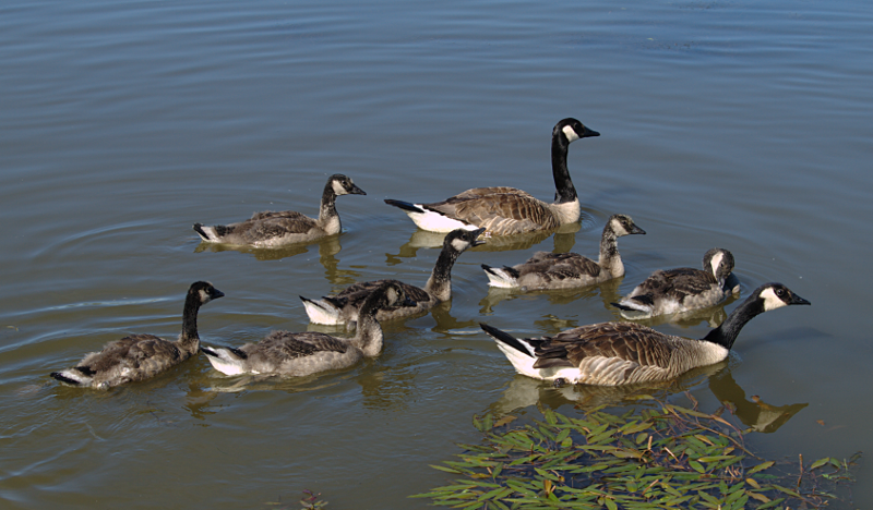 Canada Goose goslings
