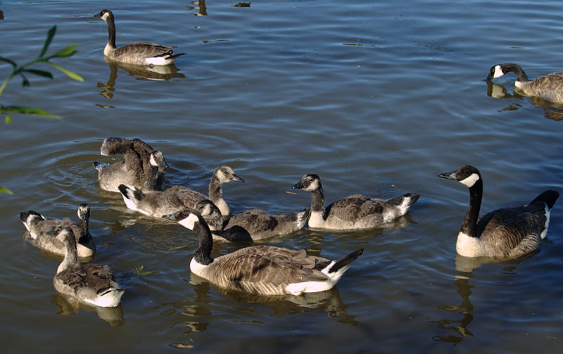 Canada Goose goslings