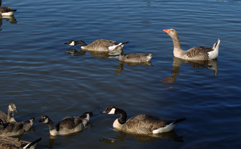Canada Goose goslings