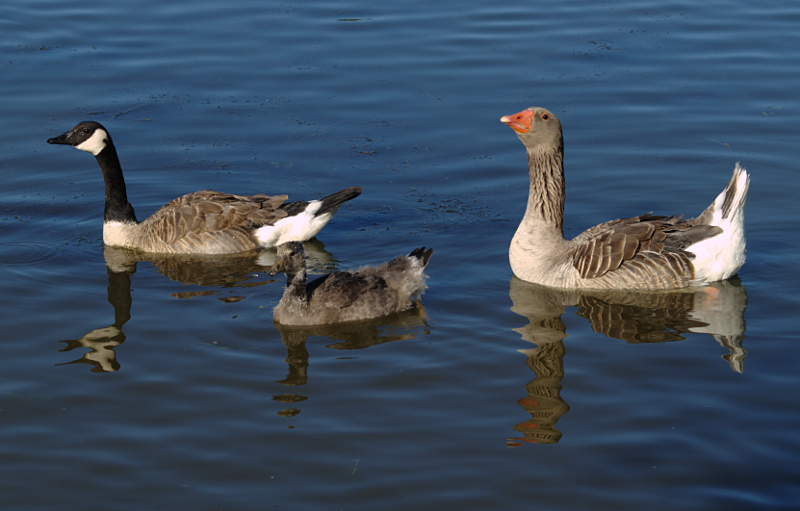 Canada Goose goslings