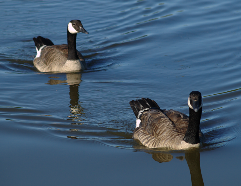 Canada Goose goslings