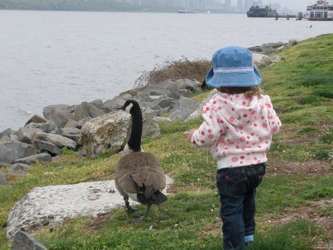 Canada Goose and human child