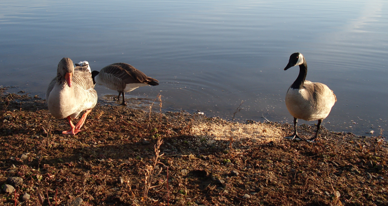 Greylag Goose and Canada Goose