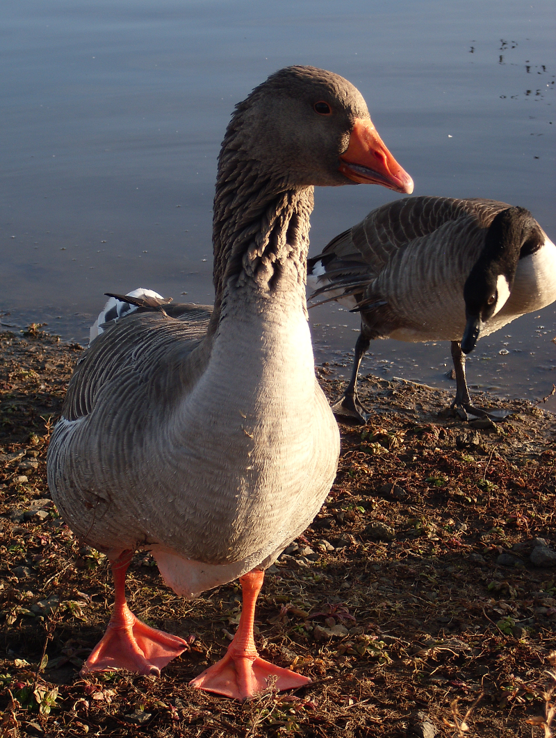 Greylag Goose and Canada Goose