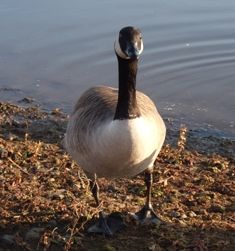 Canada Goose