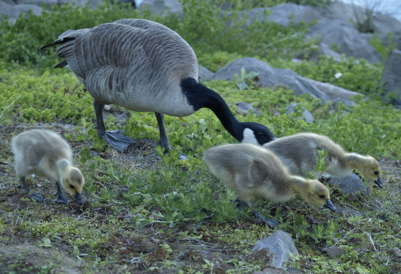 Carmen's family of Canada Goose goslings