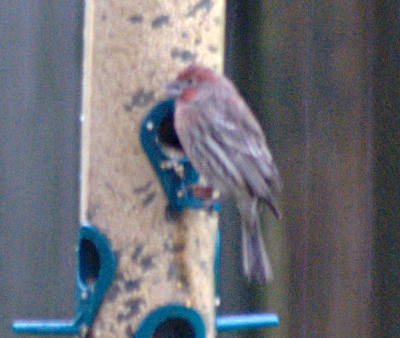 Pine Grosbeaks