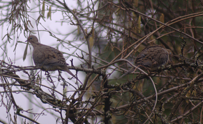 Mourning Doves