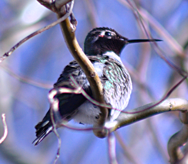 Annas Hummingbird
