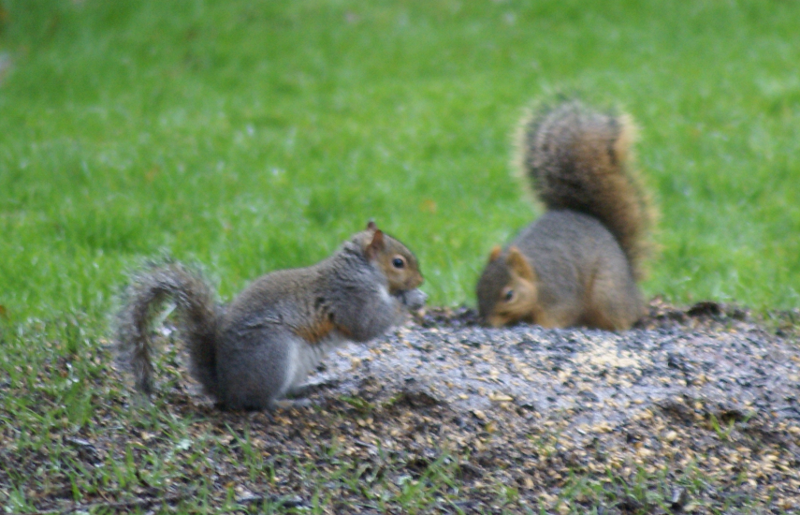 Squirrels