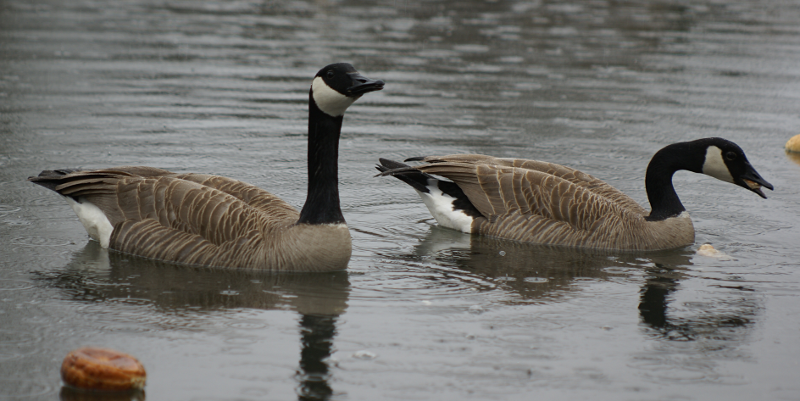 Canada Geese