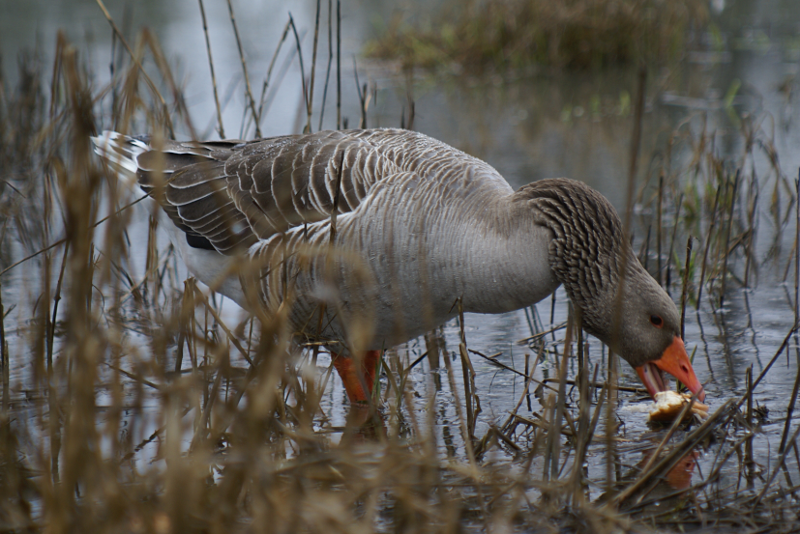 Gus the Greylag Goose