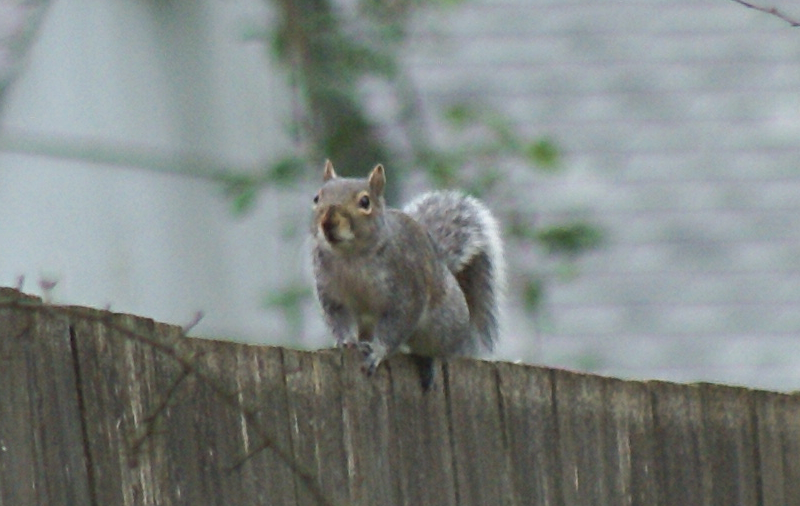 Squirrel