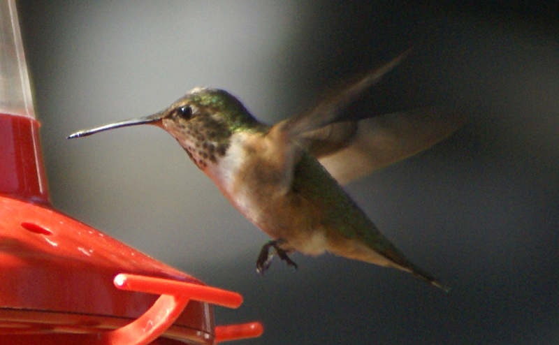 Female Rufous Hummingbird