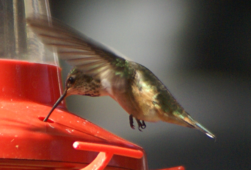 Female Rufous Hummingbird