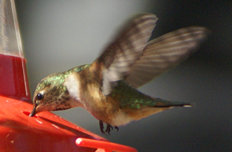 Female Rufous Hummingbird