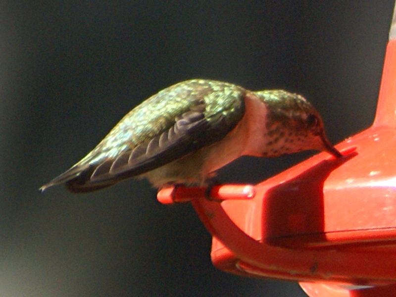 Female Rufous Hummingbird