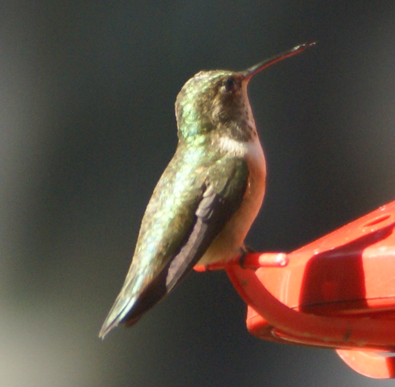 Female Rufous Hummingbird