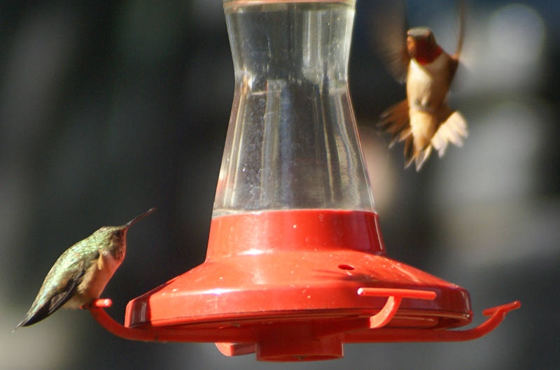 Rufous Hummingbirds