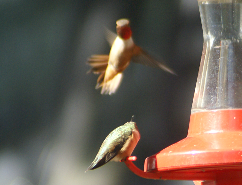 Rufous Hummingbirds