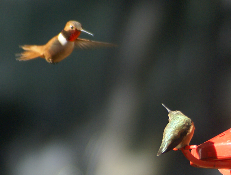 Rufous Hummingbirds
