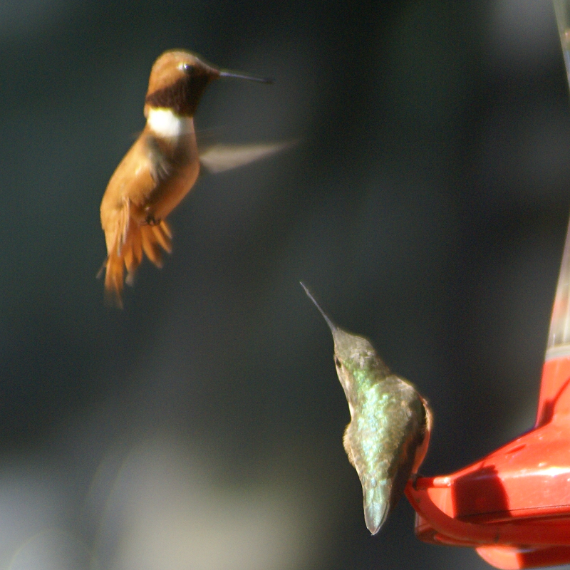 Rufous Hummingbirds