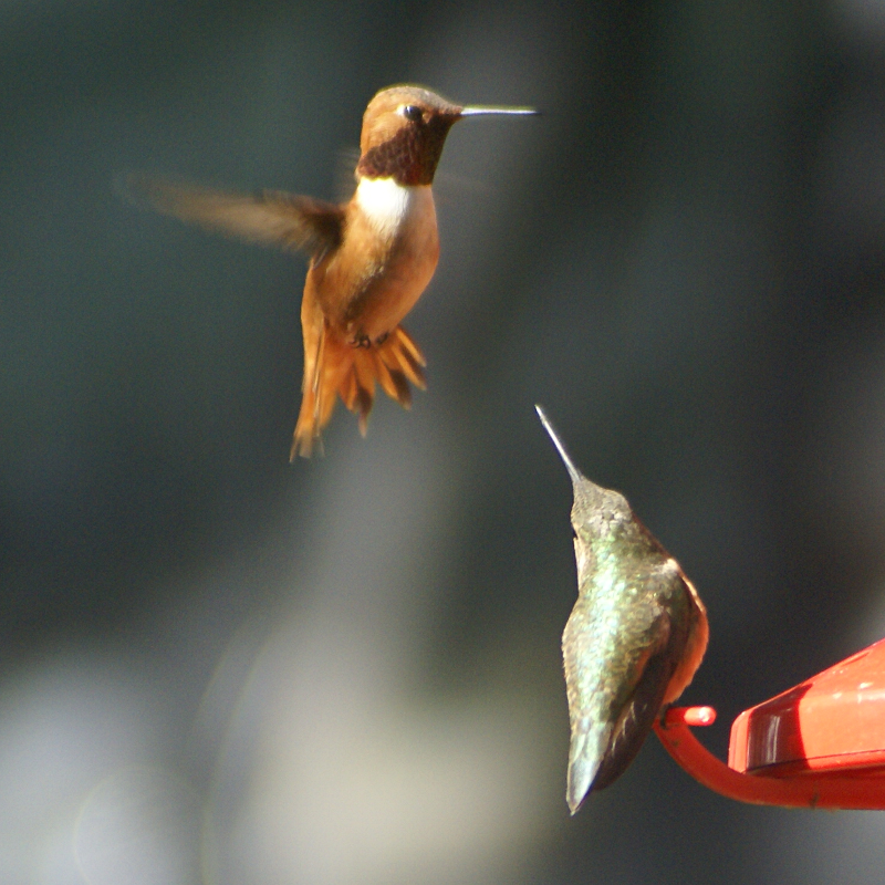 Rufous Hummingbirds