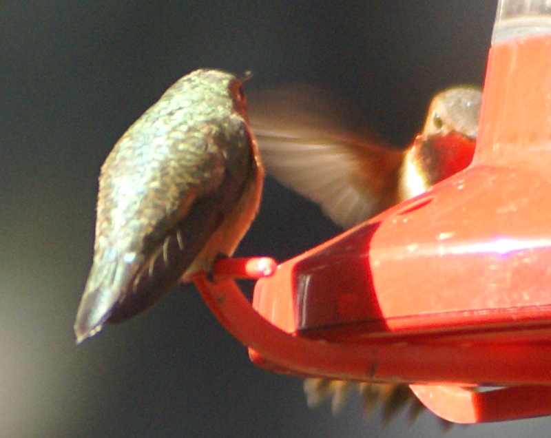Rufous Hummingbirds