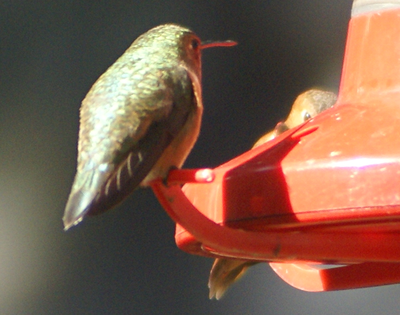 Rufous Hummingbirds