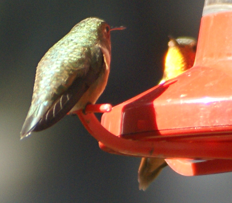 Rufous Hummingbirds